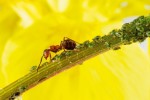 What an Ant Can Teach us about Business