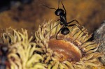 What Could We Learn From An Ant?